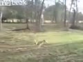 鹿が遊ぶ