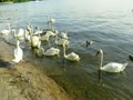 湖畔の白鳥。