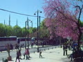イスタンブルのスルタンハフメット周辺でも春になれば世界中の人々が花見を楽しんでいます。