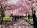 Copenhagen（コペンハーゲン）の桜