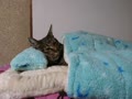 猫のベッド？猫の布団？