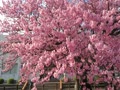天然記念物　防府市向島の寒桜　『蓬莱桜』