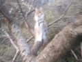 寒桜の木の上に座り快適な三毛猫のみけちゃん。１１月８日