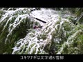 令和2年3月29日　降雪中の我が家の庭.mp4